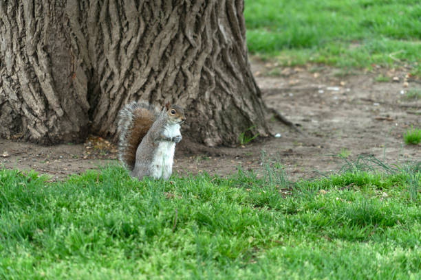 istock Squirrel looking at you in Washington 1148000042