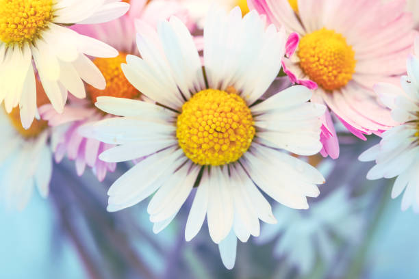 This close-up shot captures the intricate detail of a Leucanthemum vulgare, commonly known as an Oxeye Daisy. The bright yellow center contrasts with the surrounding white petals, creating a visually appealing image that evokes feelings of springtime and freshness.