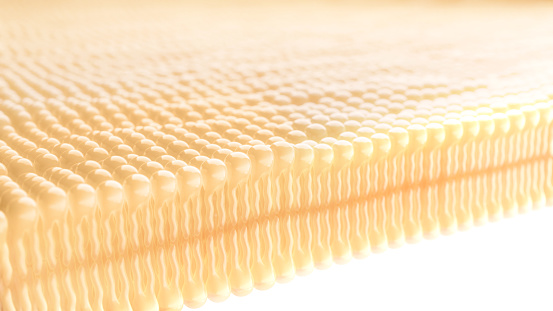 Human lipid bi-layer illustration - 3d rendered image on white background.