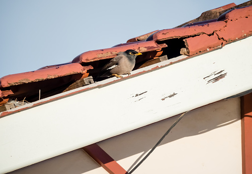 Indian Myna, Acridotheres tristis, nesting in hole in eaves of house under broken roof tiles