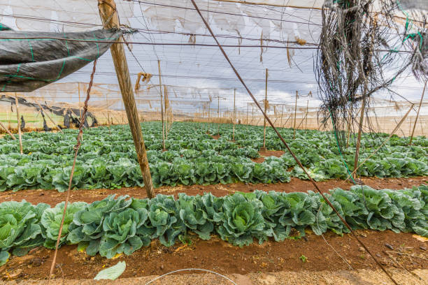 istock Growing vegetables in greenhouses with irrigation 1148000730