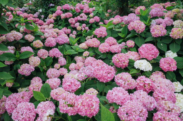 istock beautiful pink hydrangea flowers blooming in summer 1148003146