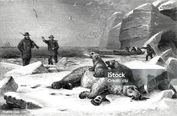 Men On The Polar Bear Hunt Stock Illustration - Download Image Now - Polar Bear, 19th Century, 2019