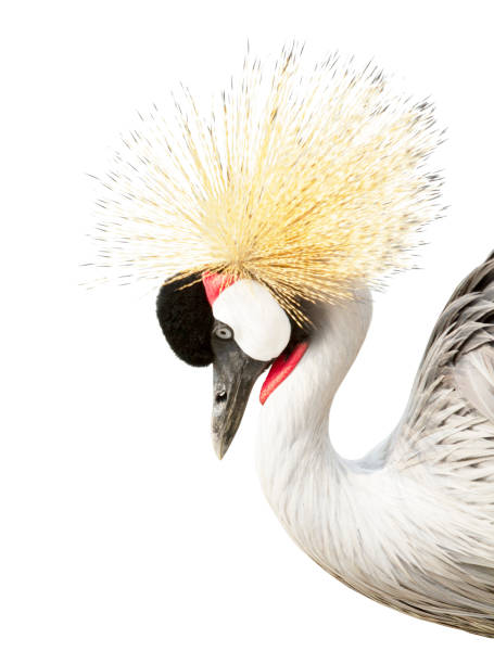 istock Grey crowned crane isolated on white background 1148003967