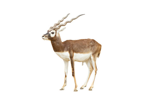 istock Blackbuck isolated on white background 1148003970