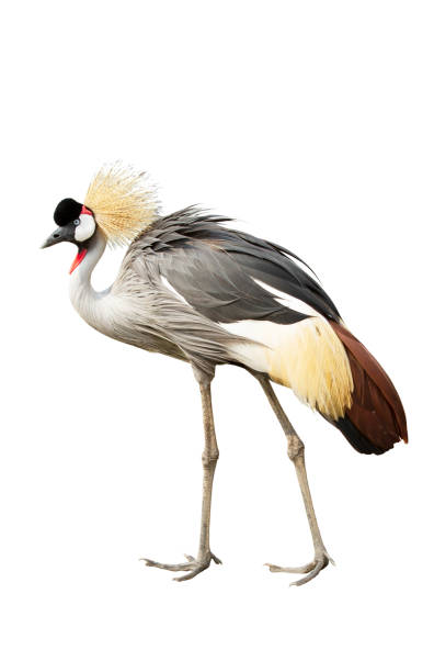 istock Grey crowned crane isolated on white background 1148003971