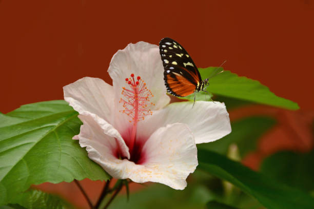 Butterfly in flower