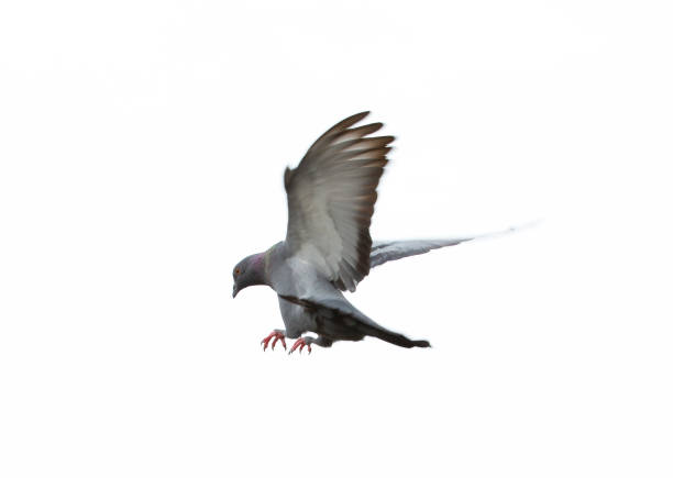 istock Pigeon flying isolated on white background 1148005216