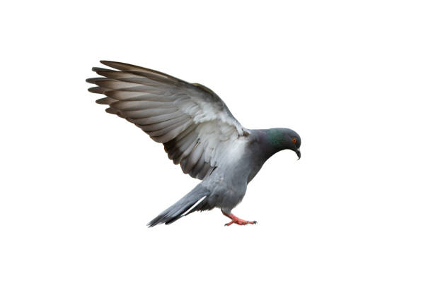 istock Pigeon flying isolated on white background with clipping path 1148005289