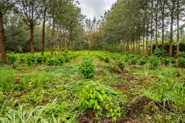 Young coffee plantations between rows of Thika stock photo