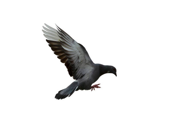 istock Pigeon flying isolated on white background with clipping path 1148005305