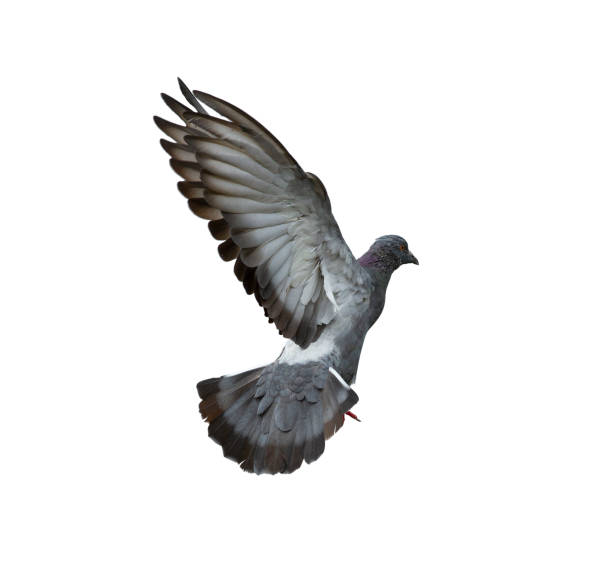 istock Pigeon flying isolated on white background 1148005319