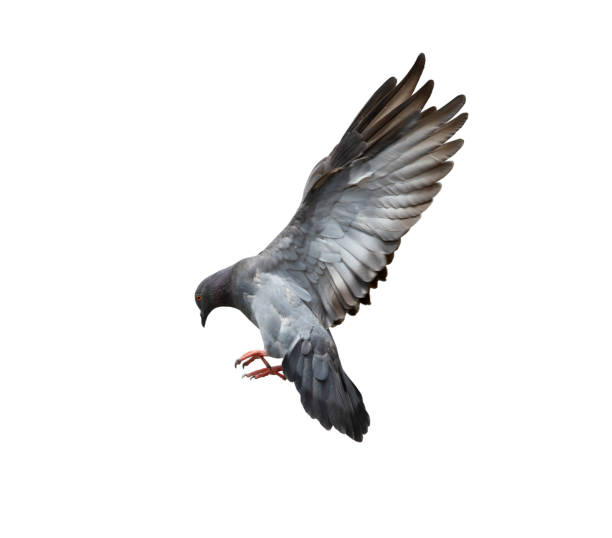 istock Pigeon flying isolated on white background with clipping path 1148005324