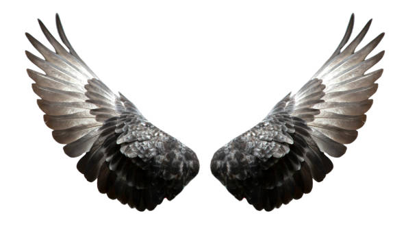 istock Pigeon wings isolated on white background 1148005337