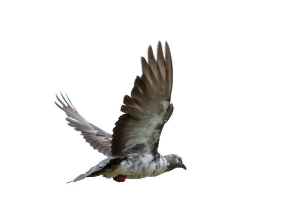 istock Pigeon flying isolated on white background 1148005340