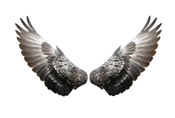 istock Pigeon wings isolated on white background 1148005356