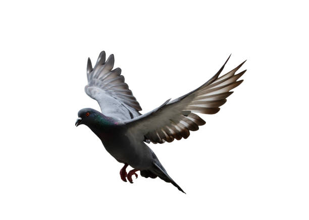istock Pigeon flying isolated on white background with clipping path 1148005357