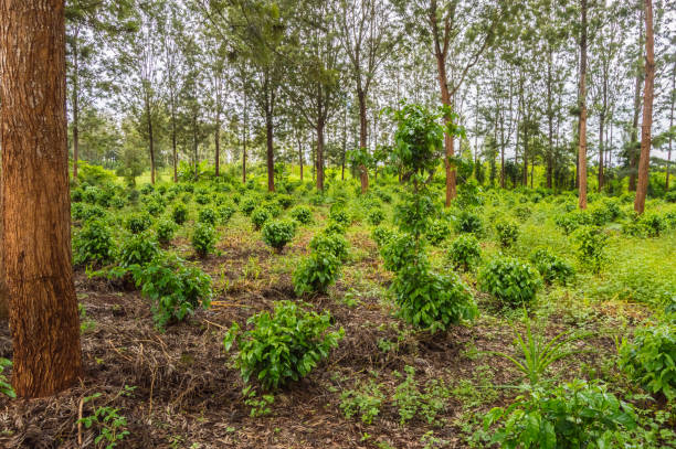 Young coffee plantations between rows of Thika stock photo