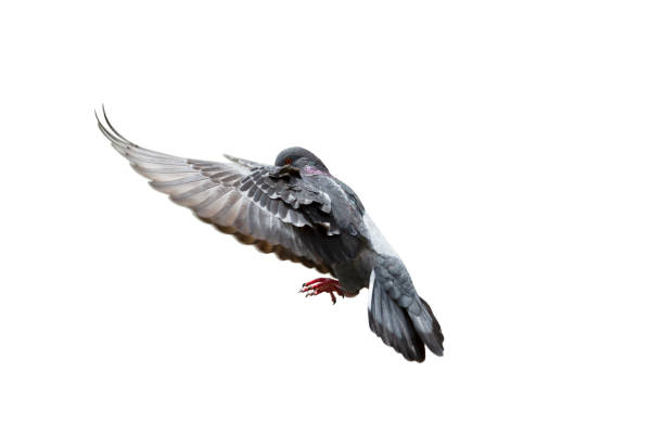 istock Pigeon flying isolated on white background 1148005370