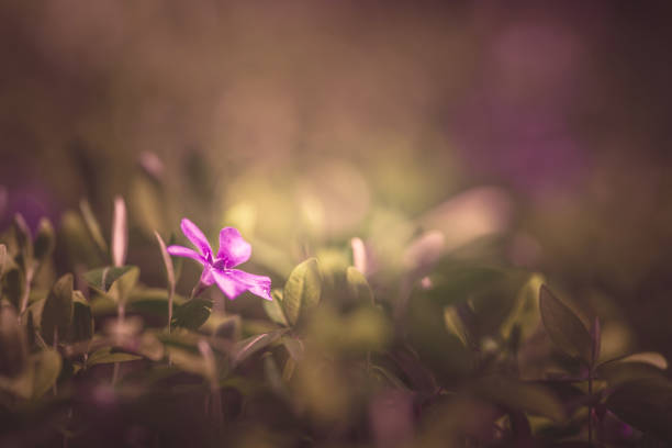 Thymus serpyllum with selective focus.