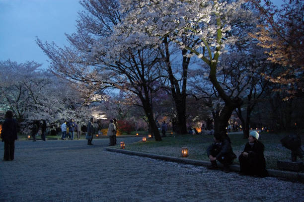 Local people are enjoying a park in the evening during springtime in a park in Kyoto, Japan. A cherry blossom is a flower of several trees of genus Prunus which is called sakura in Japan.