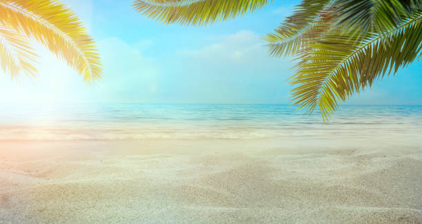 istock Summer holidays with sand and palm leaves 1148006047