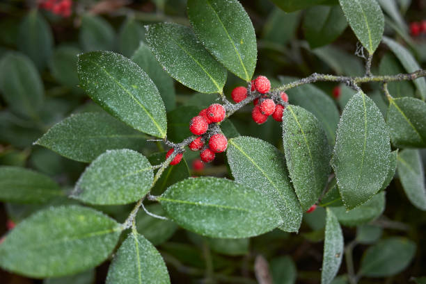 istock Ilex x altaclarensis 1148007907