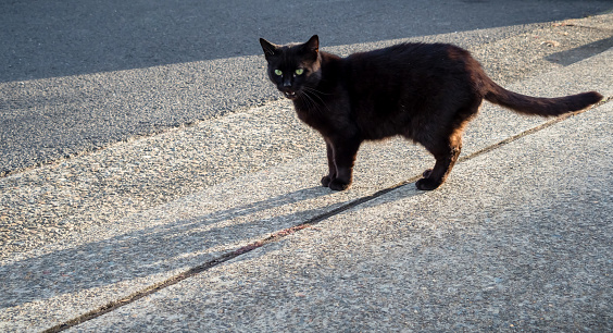 Black Cat With Green Eyes On Road Crossing Path Stock Photo - Download  Image Now - Crossing, Road, Street - iStock