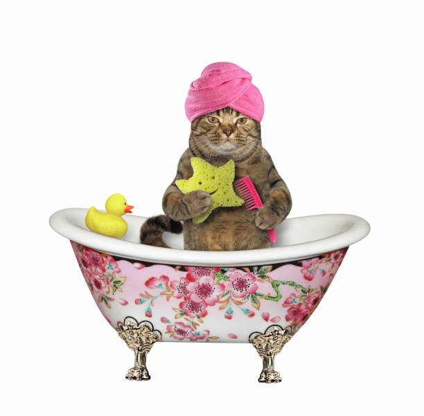 istock Cat in the color bath 1148008889