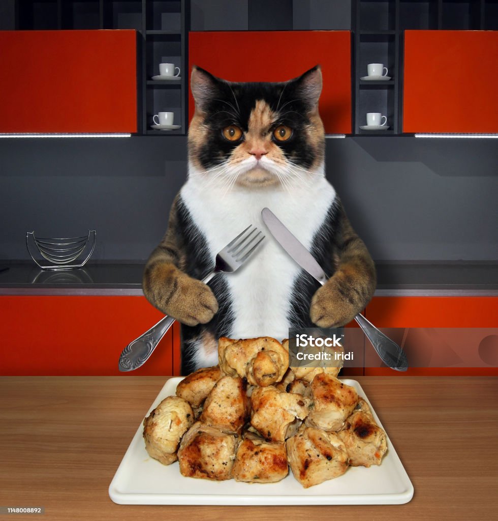 Mèo Ăn Thịt Nướng Trong Nhà Bếp 2 Hình ảnh Sẵn có - Tải xuống Hình ...