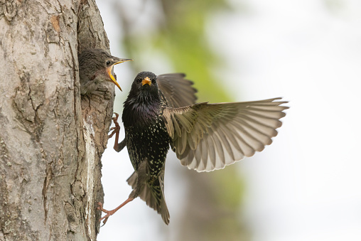 Calling common starling chick and parent at a tree hole.