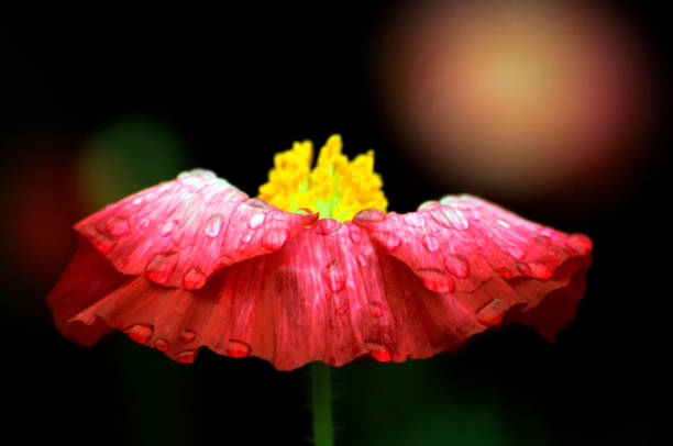 istock Blossom poppy flower 1148010392