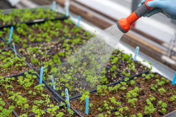 istock Watering growing plants in greenhouse 1148010553