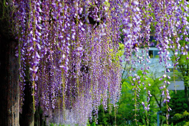 Wisteria is very graceful and attractive plant for spring season, with fragrant, violet-blue or lavender blooms in mid- to late spring. Its long racemes of flowers drape down from soft green heads of foliage. In addition to violet-blue or lavender, blooms can be pinkish or white color.