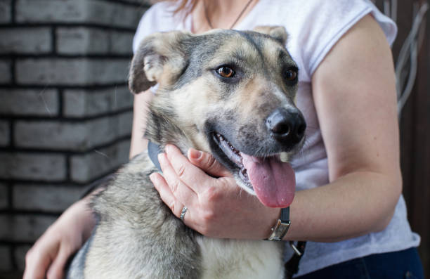 istock a poor dog in the arms 1148012003