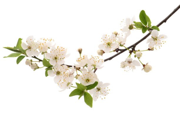 istock Flowering branch of cherry. 1148012111
