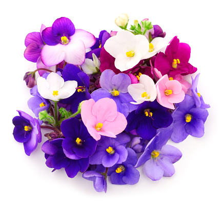 Saintpaulia (African violets) isolated on white background.