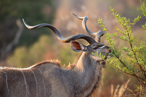 Mature kudu bull with large curled horns eat from a thorn tree