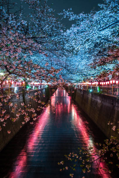 la saison des fleurs de cerisier à tokyo à la rivière meguro - rivière meguro photos et images de collection