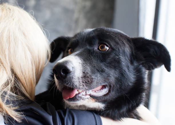 istock dog with a gentle look 1148013282