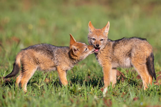 istock Two Black Backed Jackal puppies play in short green grass to develop their skills 1148013342