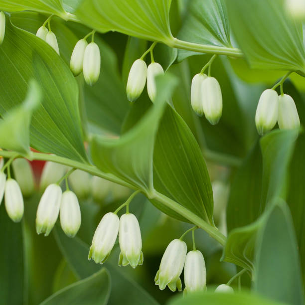 istock blooming plant with white flowers 1148013758