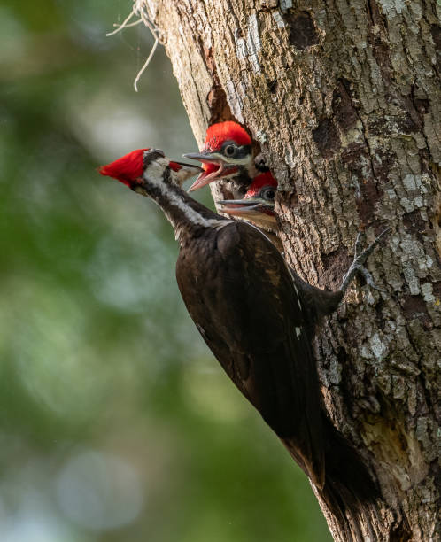 istock Pileated Woodpecker Portrait 1148015015