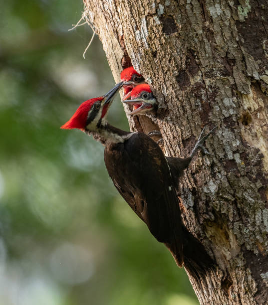 istock Pileated Woodpecker Portrait 1148015084