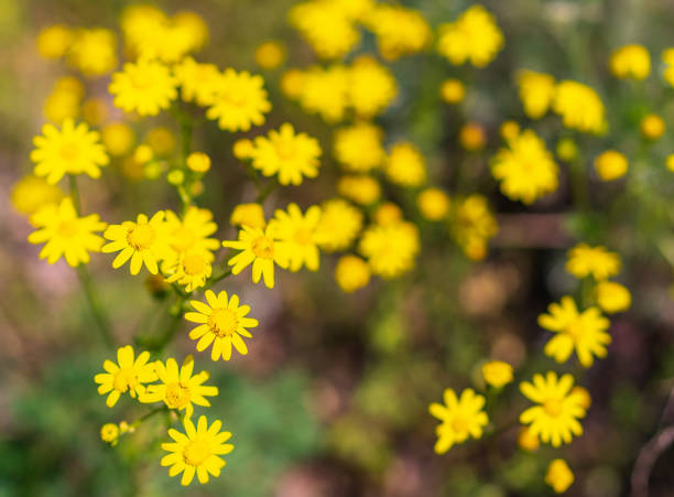 istock wild flowers are blooming in the meadow 1148015286