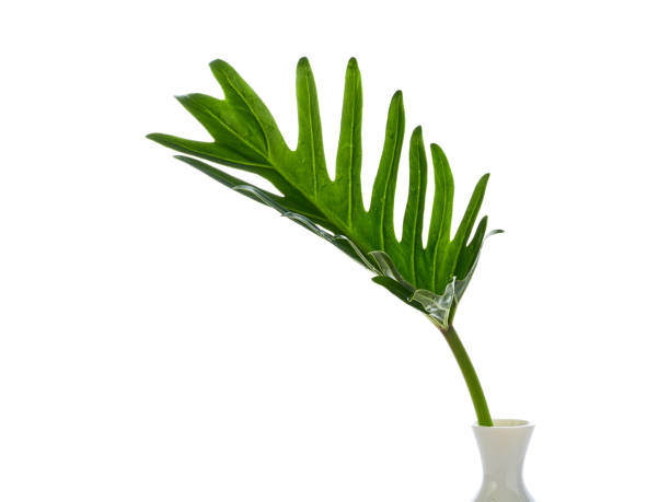 istock philodendron xanadu plant leaf the tropical 1148016503