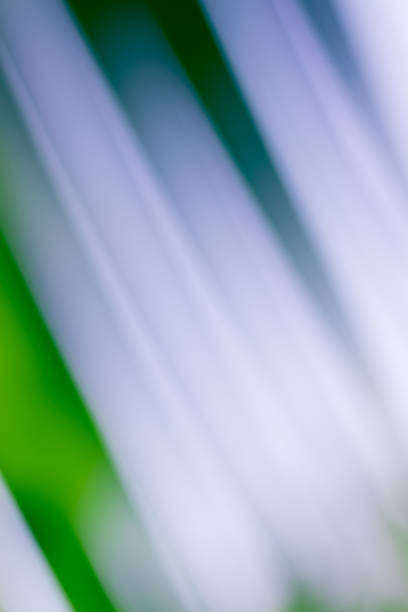 istock Abstract floral blurred background. Tropical palm leave backdrop 1148016546