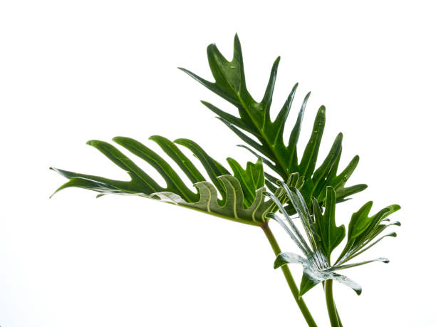istock philodendron xanadu plant leaf the tropical 1148016678
