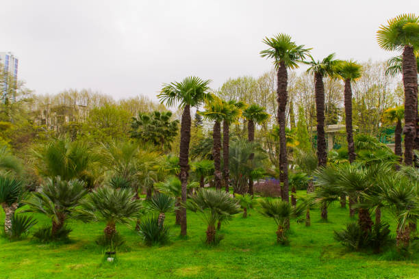 istock palm tress forest in a city park 1148016683