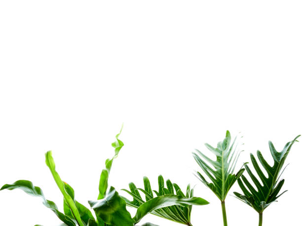 istock philodendron xanadu plant leaf the tropical 1148016717